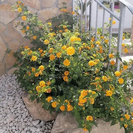 La Maiolica * Fulgatore